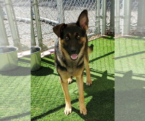 German Shepherd Dog-Unknown Mix Dogs for adoption in Elmsford, NY, USA