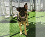 Tank available 10/30 - Male German Shepherd Dog-Unknown Mix Dog for Adoption - Small photo