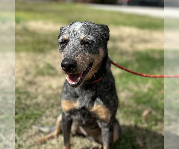 Medium Photo #3 Mutt Puppy For Sale in Yardley, PA, USA