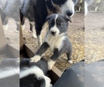 Puppy 2 Alaskan Husky-Timber Wolf Mix