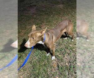 Mutt Dogs for adoption in Houston, TX, USA