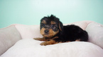 Small Photo #1 Yorkshire Terrier Puppy For Sale in LA MIRADA, CA, USA