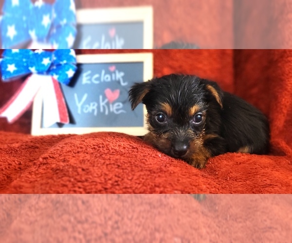 Medium Photo #13 Yorkshire Terrier Puppy For Sale in AKRON, OH, USA