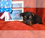 Small #1 Yorkshire Terrier