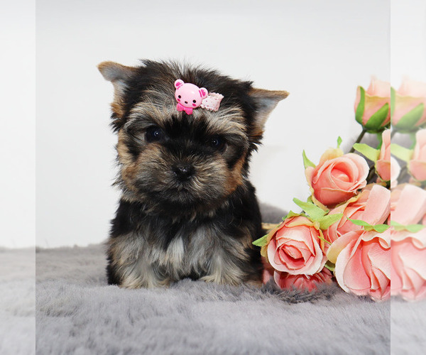 Medium Photo #3 Yorkshire Terrier Puppy For Sale in LOS ANGELES, CA, USA