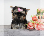 Small #2 Yorkshire Terrier