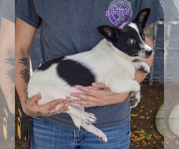 Medium Photo #2 Corillon Puppy For Sale in Huntley, IL, USA