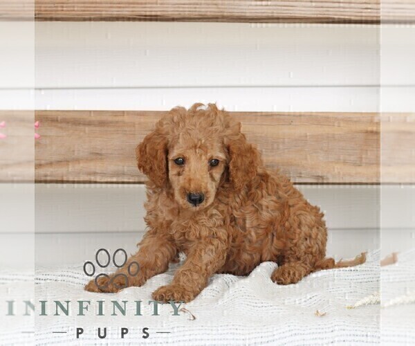 Medium Photo #3 Poodle (Miniature) Puppy For Sale in GAP, PA, USA