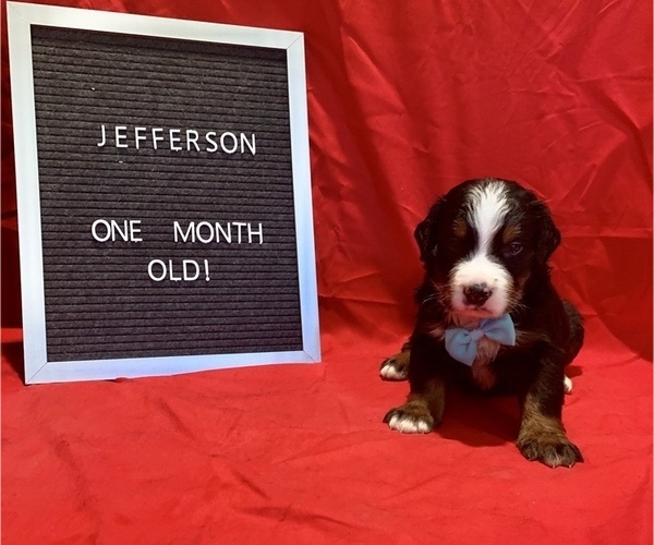 Medium Photo #1 Bernese Mountain Dog Puppy For Sale in MACON, GA, USA