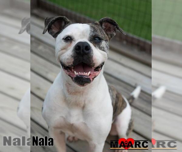 Medium Photo #1 Bulloxer Puppy For Sale in Maryville, TN, USA