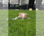 Small #3 American Pit Bull Terrier Mix