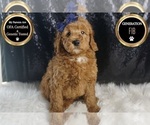Small #6 Goldendoodle (Miniature)