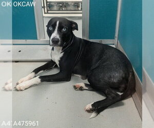 Catahoula Leopard Dog-Unknown Mix Dogs for adoption in Oklahoma City, OK, USA