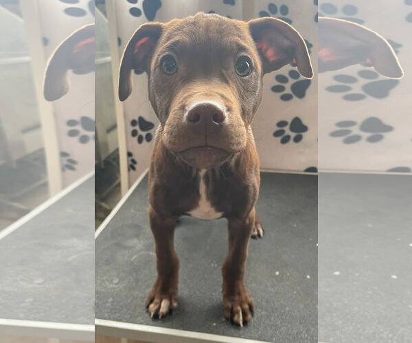 Medium Photo #3 Mutt Puppy For Sale in Tracy City, TN, USA