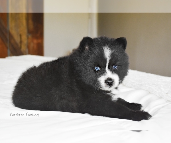 Medium Photo #4 Pomsky Puppy For Sale in KANSAS CITY, MO, USA