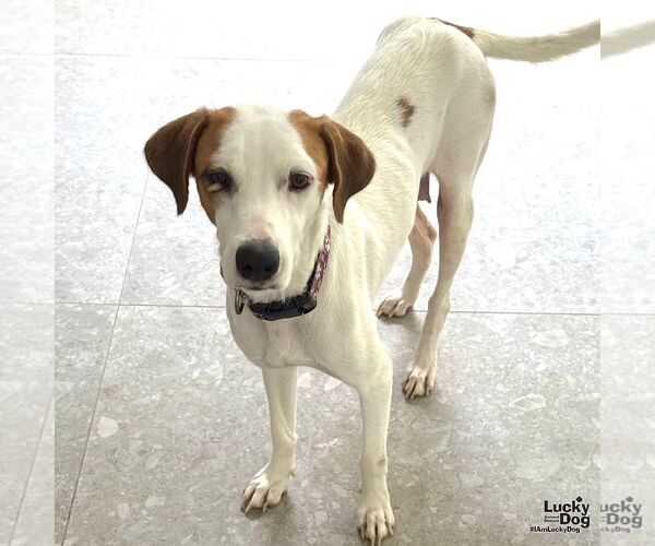 Medium Photo #4 Labrador Retriever-Retriever  Mix Puppy For Sale in Washington, DC, USA