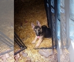 Small Photo #6 German Shepherd Dog Puppy For Sale in JASPER, AR, USA