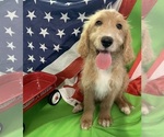 Small Photo #29 English Cream Golden Retriever-Poodle (Standard) Mix Puppy For Sale in DEARBORN, MO, USA