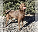 Small #1 Chocolate Labrador retriever Mix