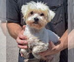 Small #1 Havanese