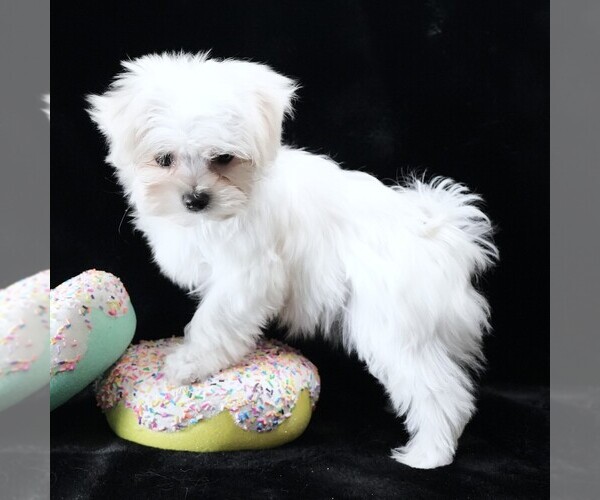 Medium Photo #3 Maltese Puppy For Sale in ROCK VALLEY, IA, USA