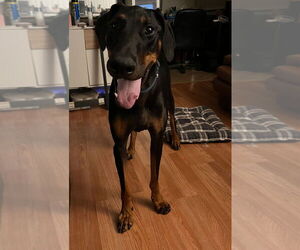 Doberman Pinscher Dogs for adoption in Dana Point, CA, USA