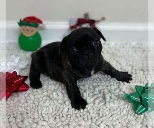 French Bulldog Puppy for sale in JOHNS ISLAND, SC, USA