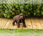 Small #29 Cocker Spaniel