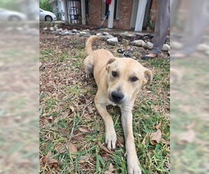 Labrador Retriever-Unknown Mix Dogs for adoption in Oak Bluffs, MA, USA
