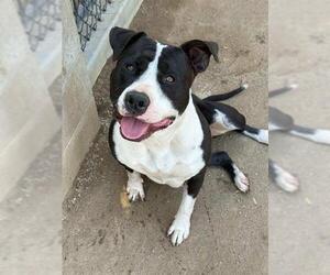 Mutt Dogs for adoption in Riverside, CA, USA