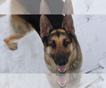 Small #19 German Shepherd Dog