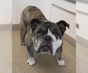 American Bulldog-Unknown Mix Dogs for adoption in Salt Lake City, UT, USA