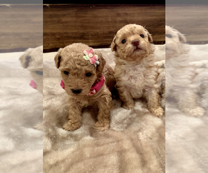 Poodle (Toy) Puppy for sale in ZACHARY, LA, USA