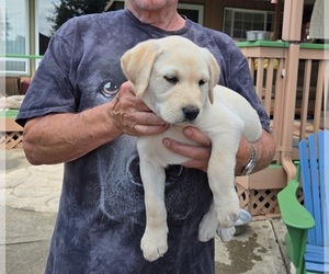 Labrador Retriever Puppy for Sale in GRAHAM, Washington USA