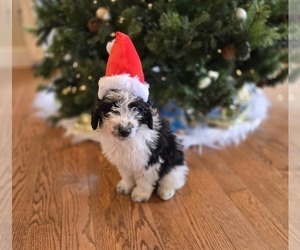 Bernedoodle (Miniature) Puppy for sale in NEW HOLLAND, PA, USA