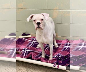 Boxer Dogs for adoption in Austin, TX, USA