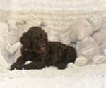 Small #2 Labradoodle mix (+ Poodle Standard)