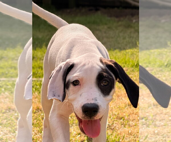 Medium Photo #1 Mutt Puppy For Sale in Holly Springs, NC, USA