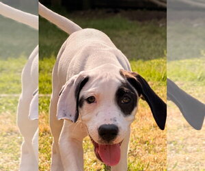 Mutt Dogs for adoption in Holly Springs, NC, USA