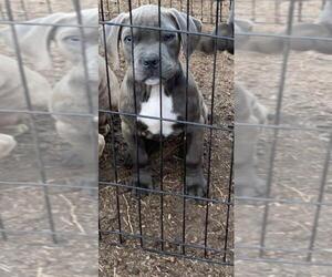 American Bully Puppy for sale in CLAYTON, NJ, USA