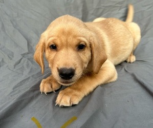 Medium Labrador Retriever