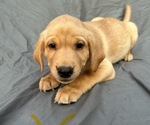Puppy Yellow boy Labrador Retriever