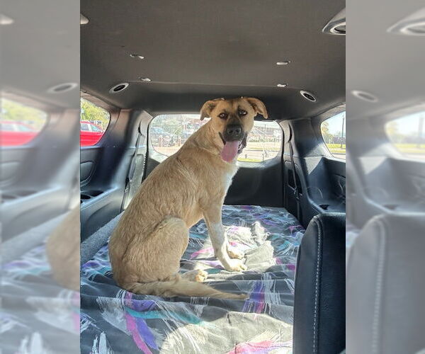 Medium Photo #2 German Shepherd Dog-Great Pyrenees Mix Puppy For Sale in Winter Park, CO, USA