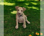 Small #6 American Pit Bull Terrier-American Staffordshire Terrier Mix