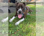 Small Bullboxer Pit