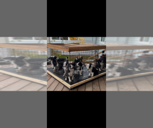 Border Collie Litter for sale in EATONVILLE, WA, USA