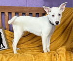 Small #4 Labrador Retriever Mix