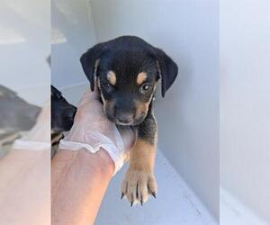 Doberman Pinscher-German Shepherd Dog Mix Dogs for adoption in Houston, TX, USA