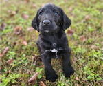 Small #6 German Shorthaired Pointer-Goldendoodle Mix