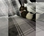 Small #2 Shih Tzu